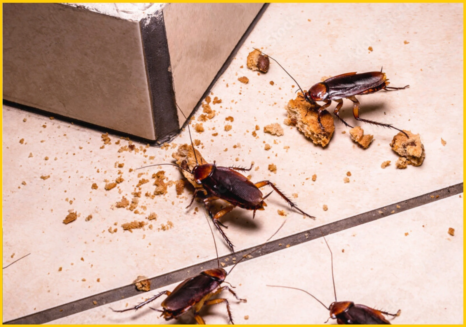 Roach Fumigation: Your Step-by-Step Guide to Eradicating Pesky Roaches for Good