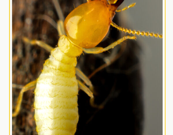 Termite control Services