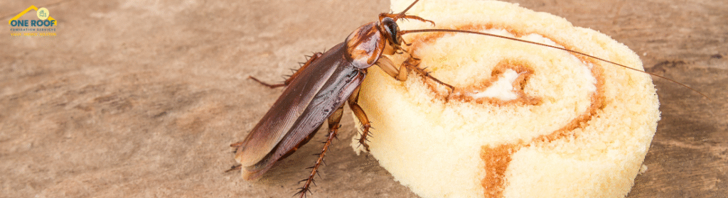 Cockroach Control Services One Roof