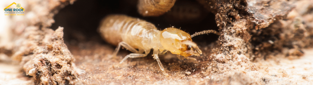 Termite Control One Roof