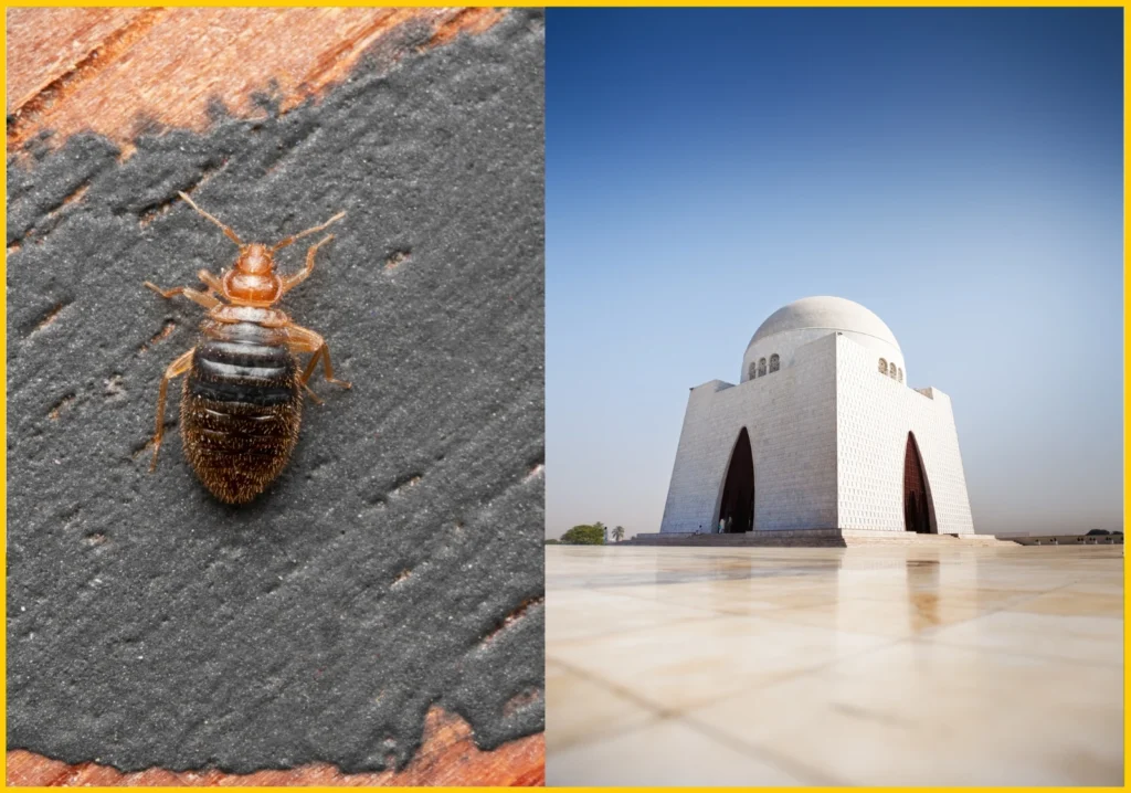 Bed Bugs Infestation