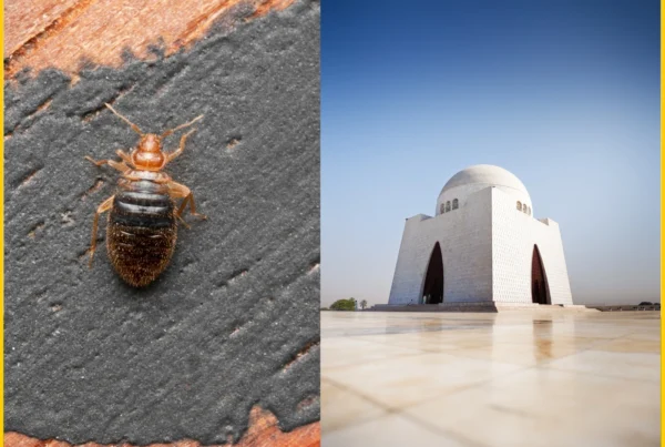 Bed Bugs Infestation