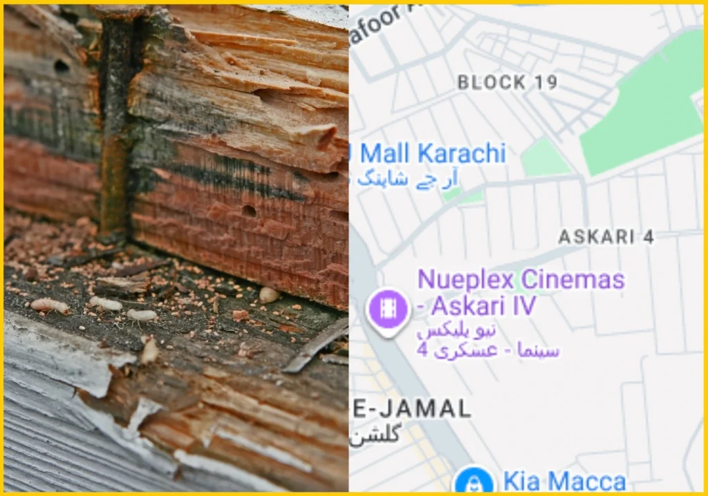 Termite Control Services Near Me