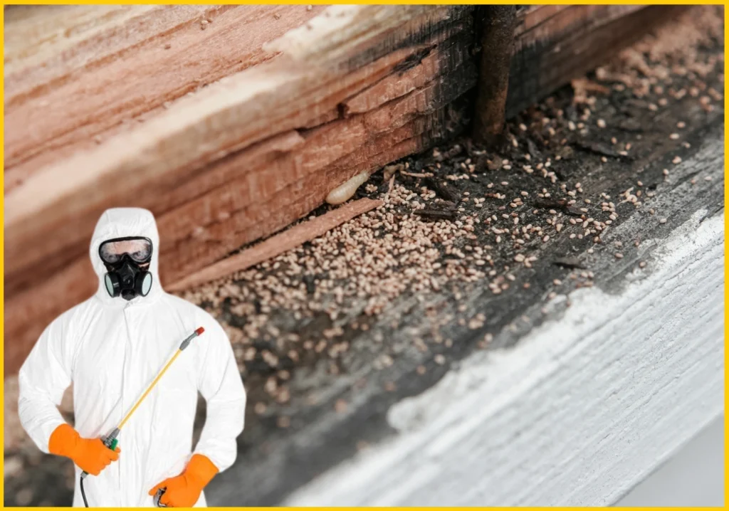 Termite Fumigation Services