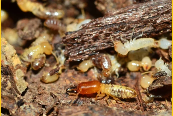 Termite Treatment Services
