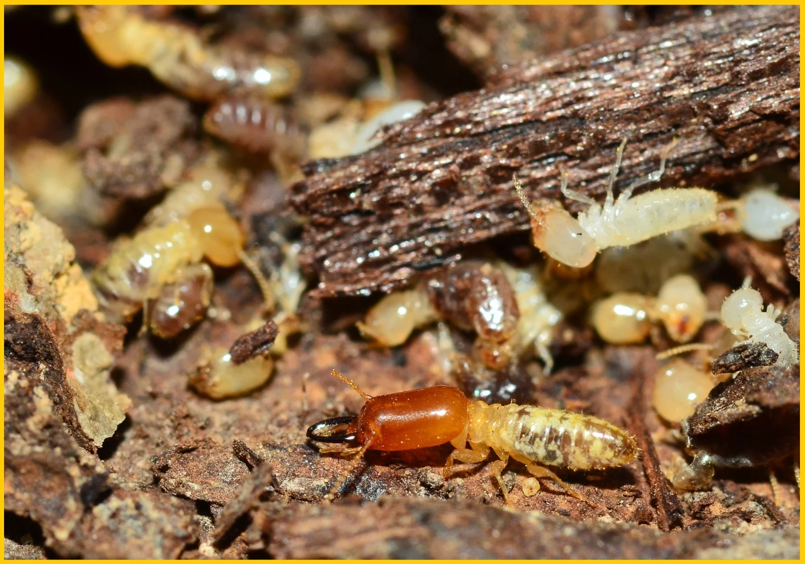 Why Investing in Professional Termite Treatment Services is a Smart Choice