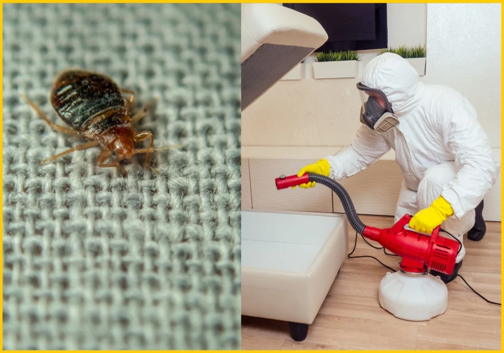 Best Bed Bug Exterminator in Karachi