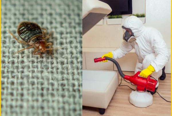 Best Bed Bug Exterminator in Karachi