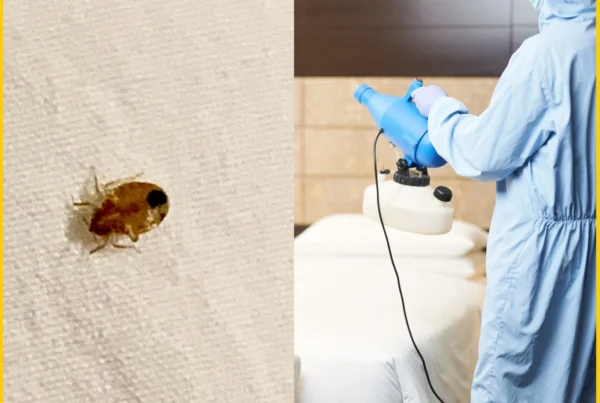 Best Bed Bug Exterminator Near Me