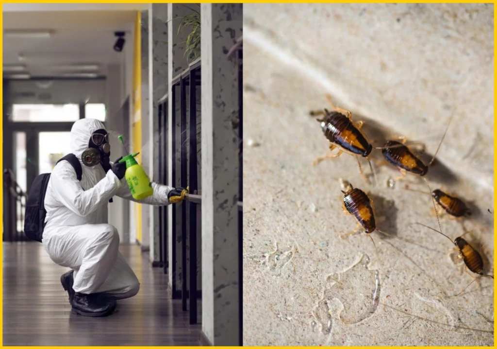 Best Exterminator for Roaches