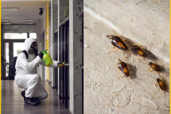 Best Exterminator for Roaches