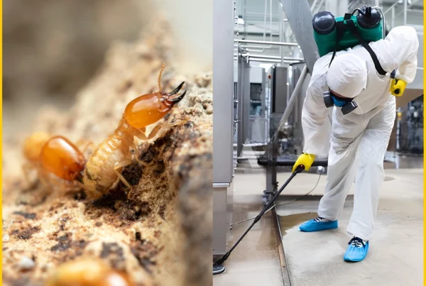 best termite control company in Karachi