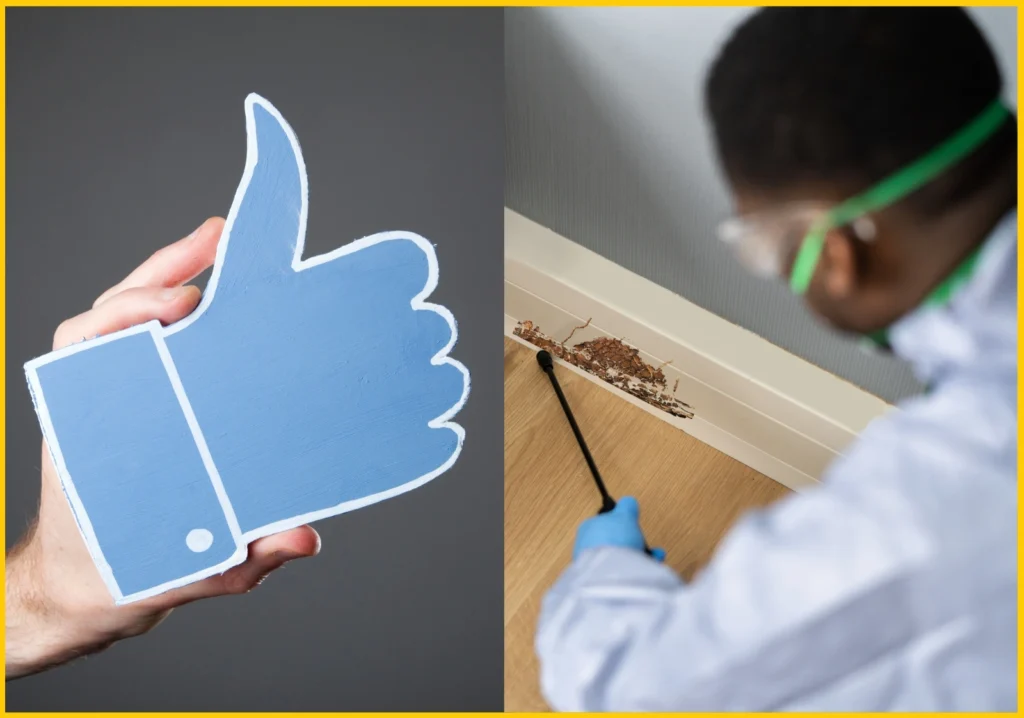 Best Termite Company Near Me