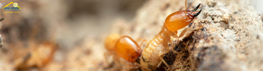 Best Termite Company Near Me