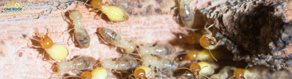 Best Termite Control Company