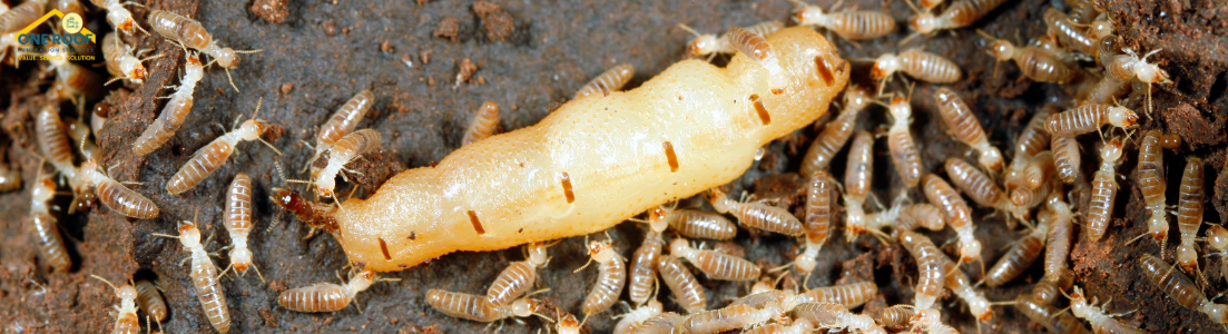 Best Termite Control Company - One Roof Fumigation