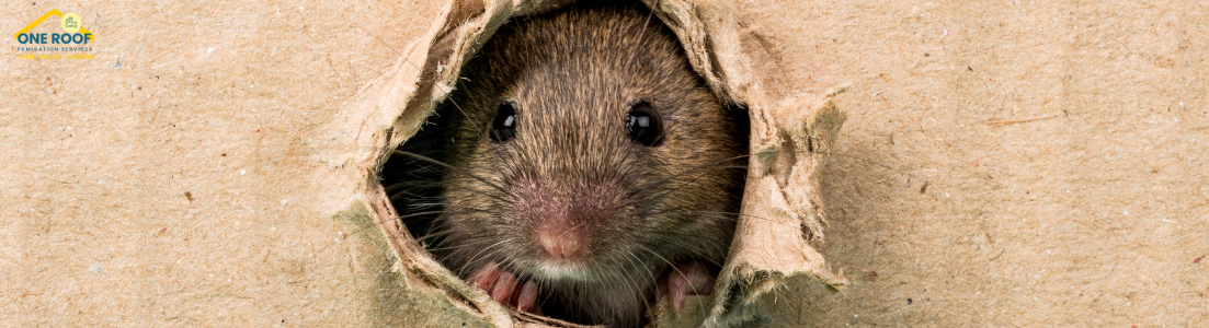Best Mice Exterminator Near Me - One Roof Fumigation 