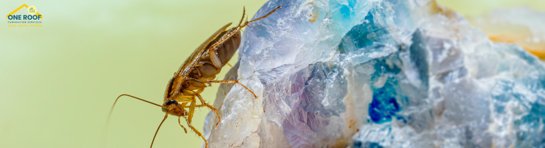 Best Cockroach Exterminator Near Me
