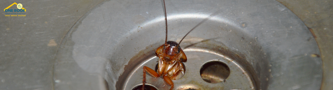 Best Cockroach Exterminator Near Me-One Roof Fumigation