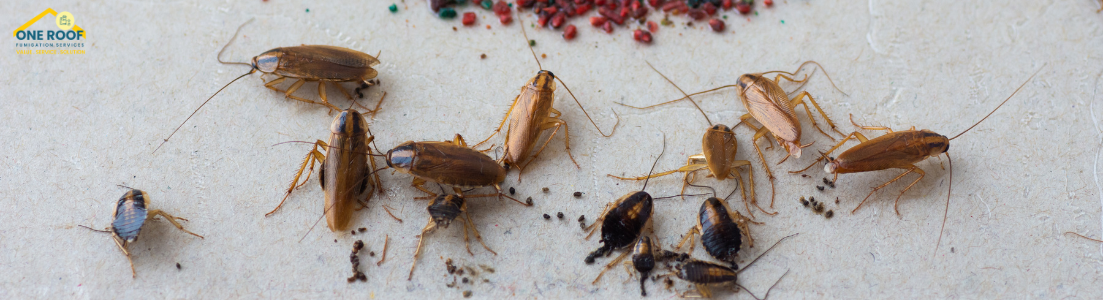 Best Exterminator for Roaches
