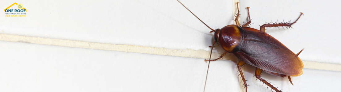 Best Exterminator for Roaches - One Roof Fumigation
