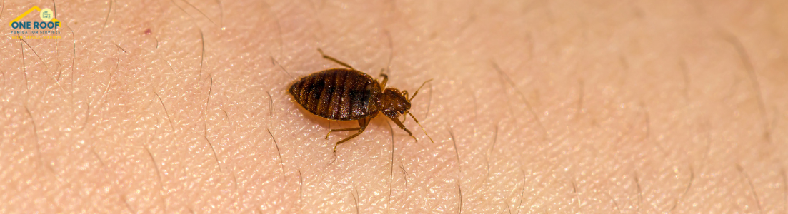 Best Bed Bug Exterminator - One Roof Fumigation
