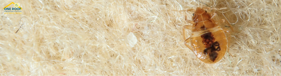 Best Bed Bug Exterminator Near Me- One Roof Fumigation
