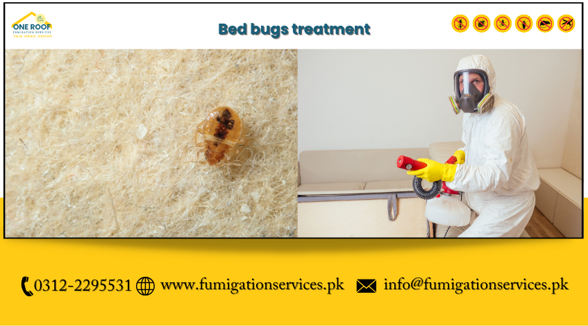 Bed Bugs Treatment