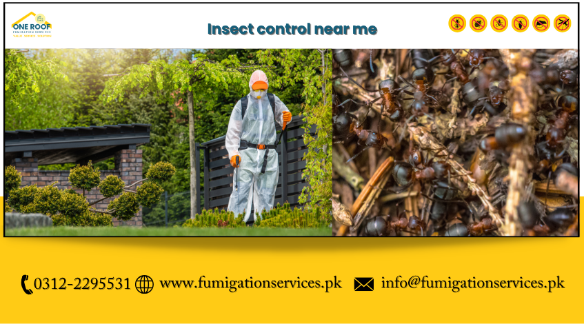 Insect Control Near Me