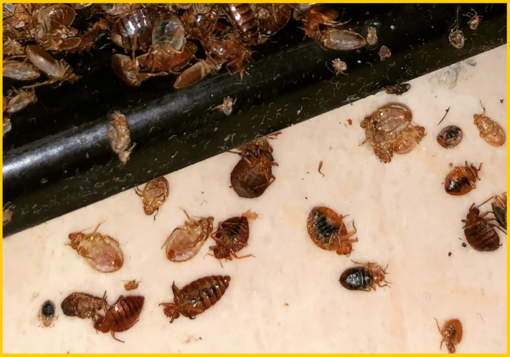Bed Bug Treatment