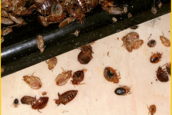 Bed Bug Treatment