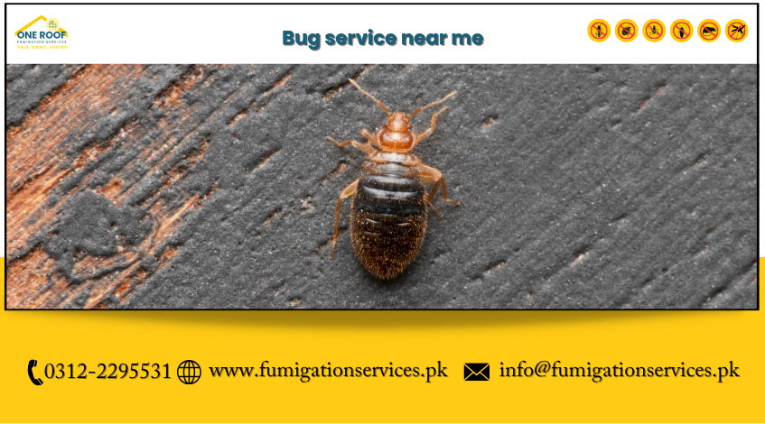 Bug Service Near Me