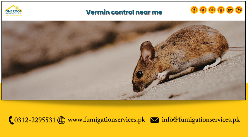 Vermin Control Near Me