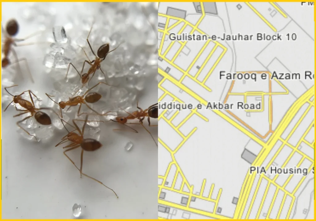 Pest Insect Control Near Me