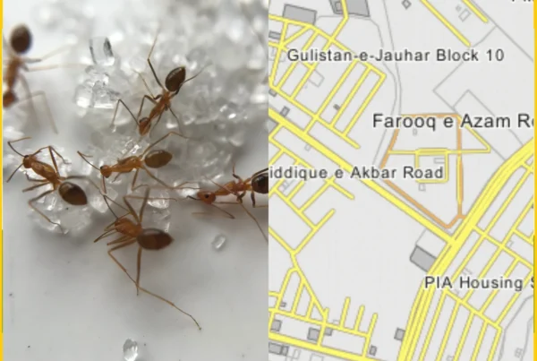 Pest Insect Control Near Me