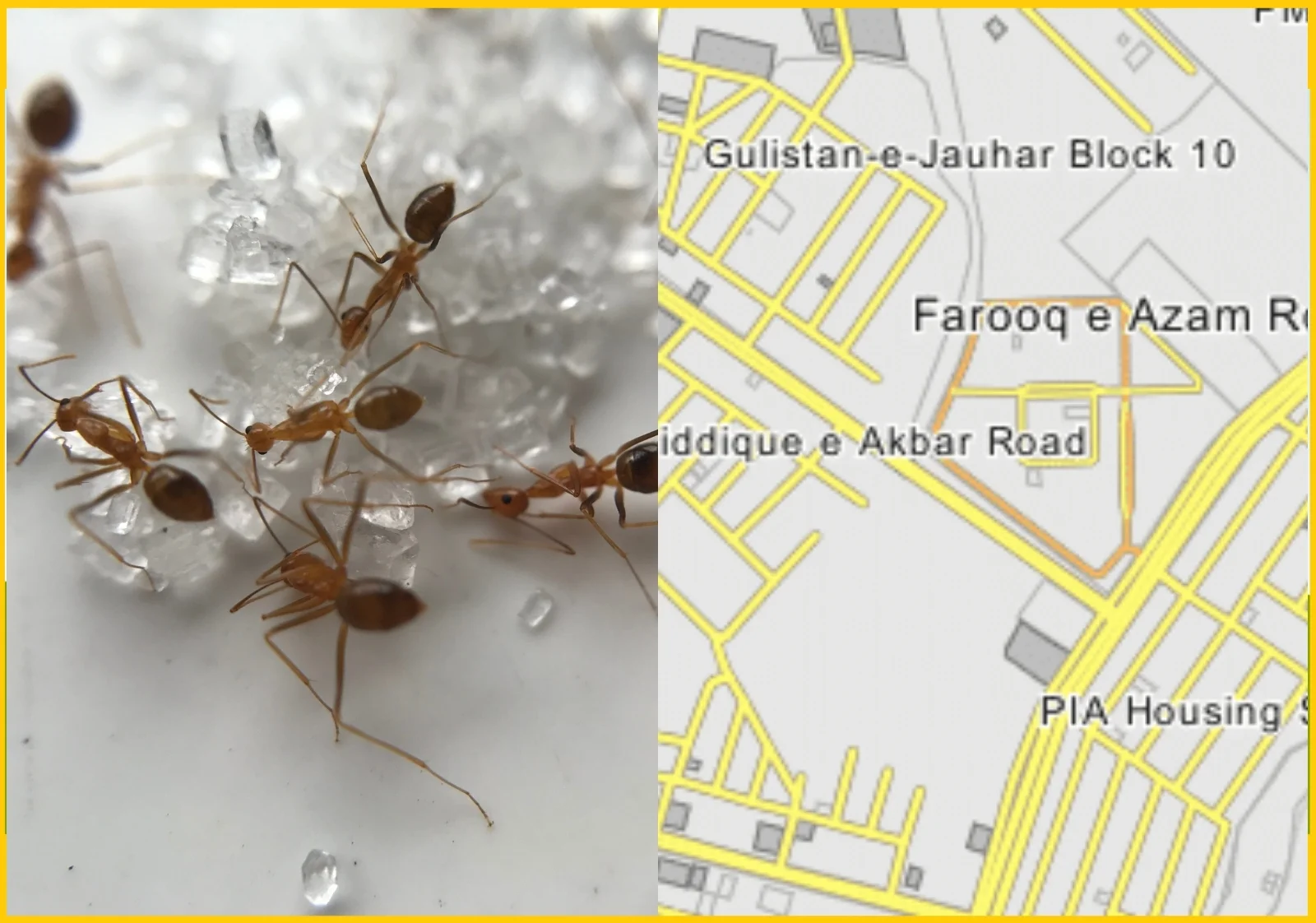 Pest Insect Control Near Me