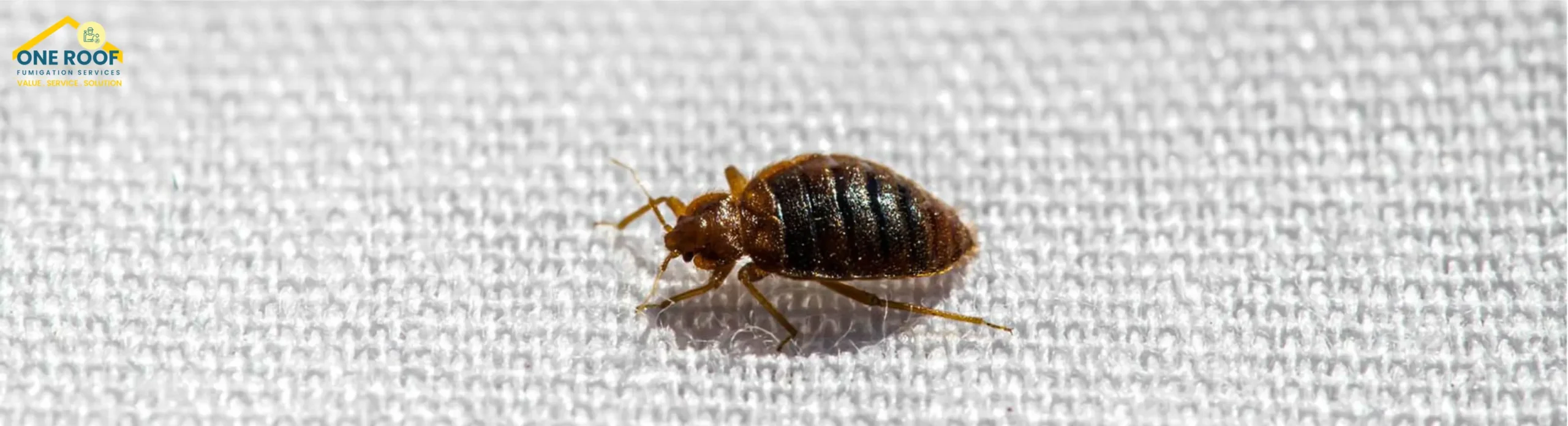 Bed Bugs Treatment