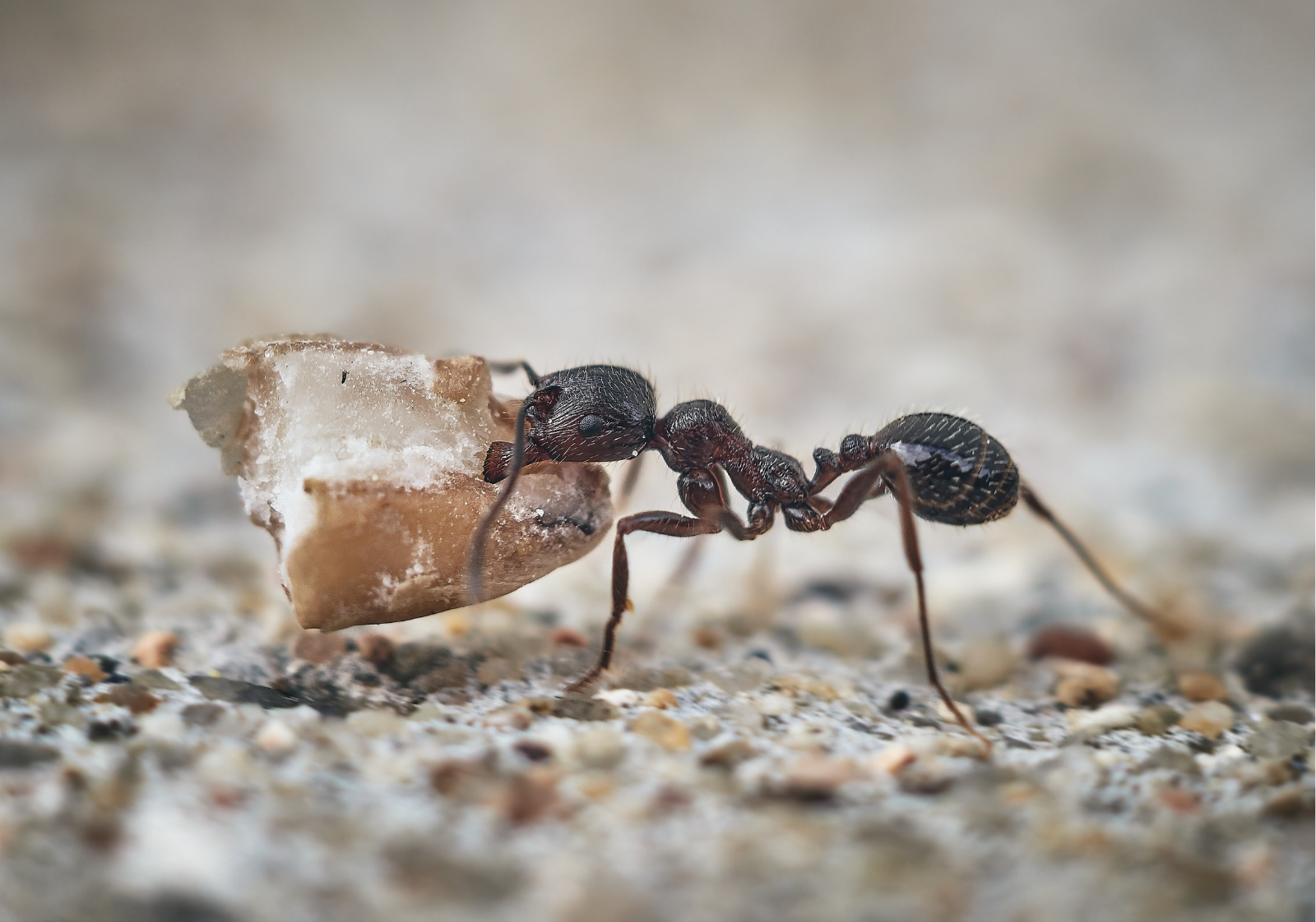 Effective Insect Control in Karachi | Best Tips & Solutions