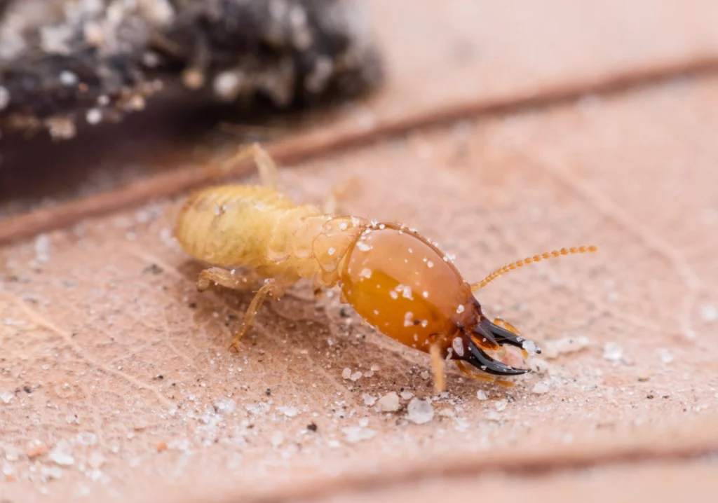 Termite Spraying