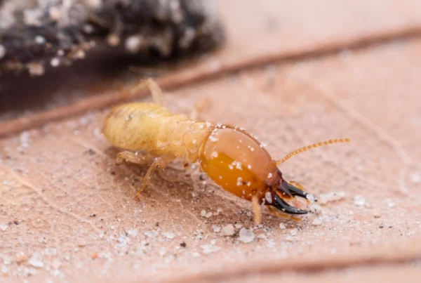 Termite Spraying