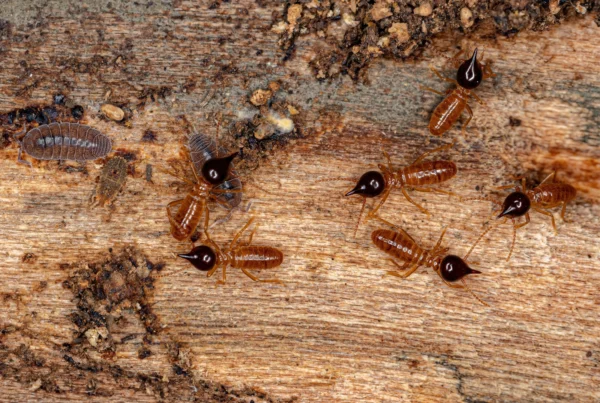Termite Treatment