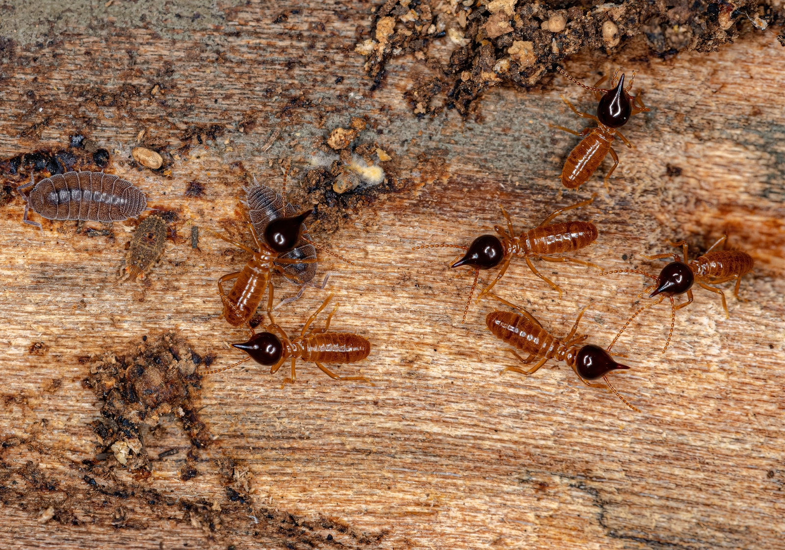Termite Treatment in Karachi: Home Protection Guide