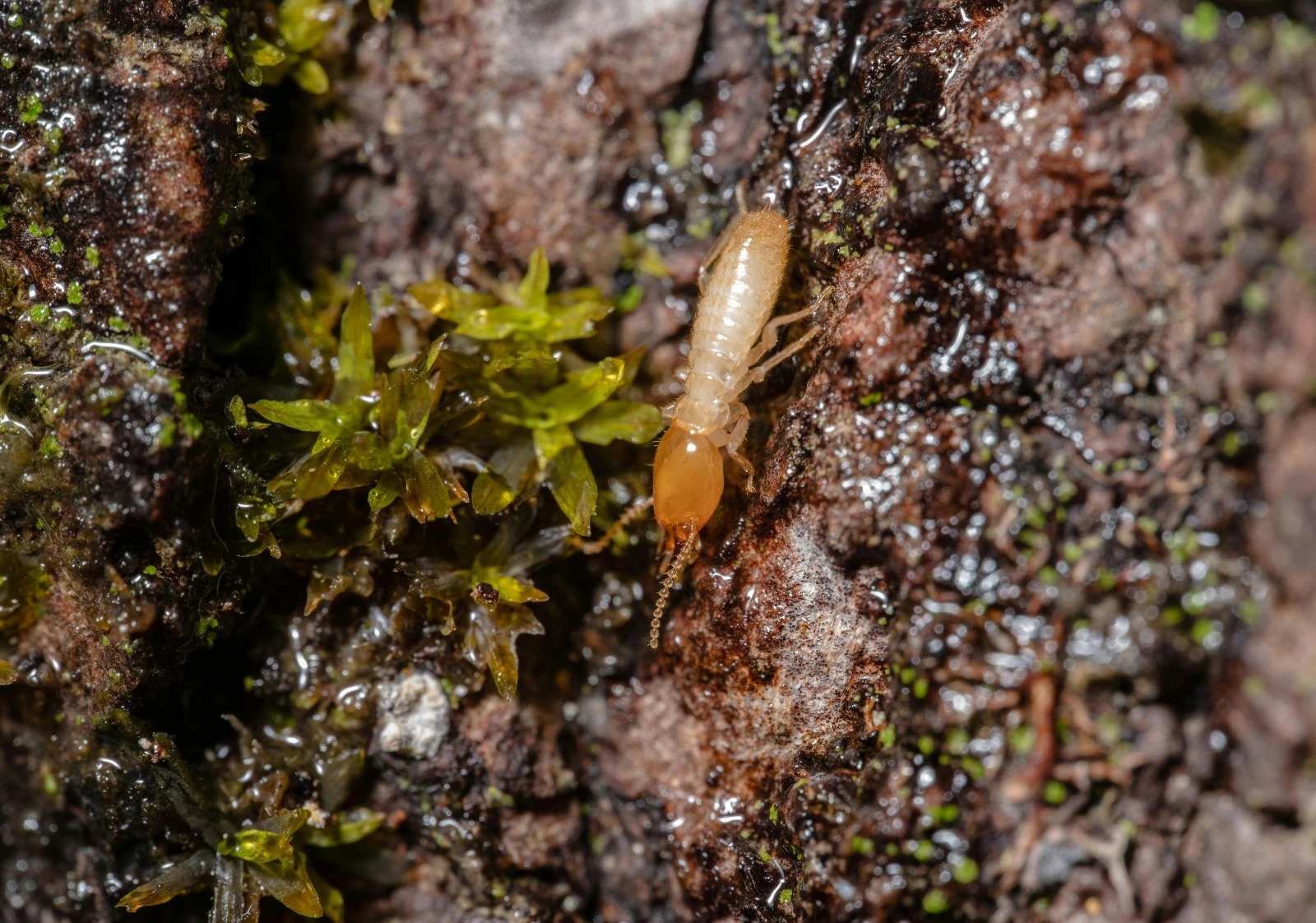 Complete Anti-termite Treatment Guide for Karachi Residents