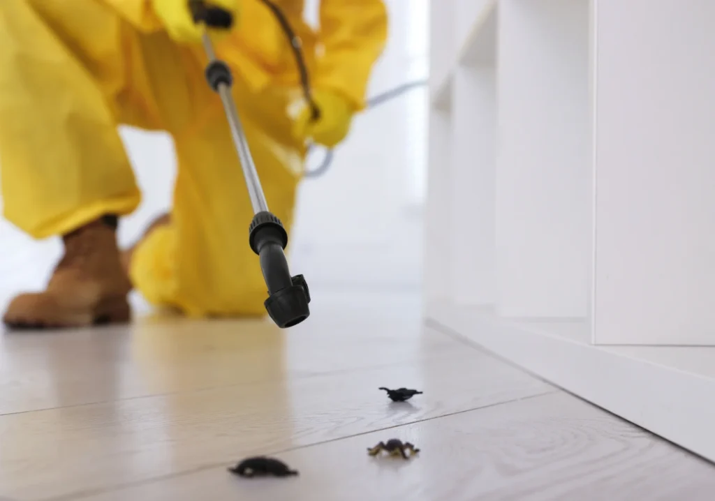 bed bug control