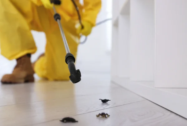 bed bug control