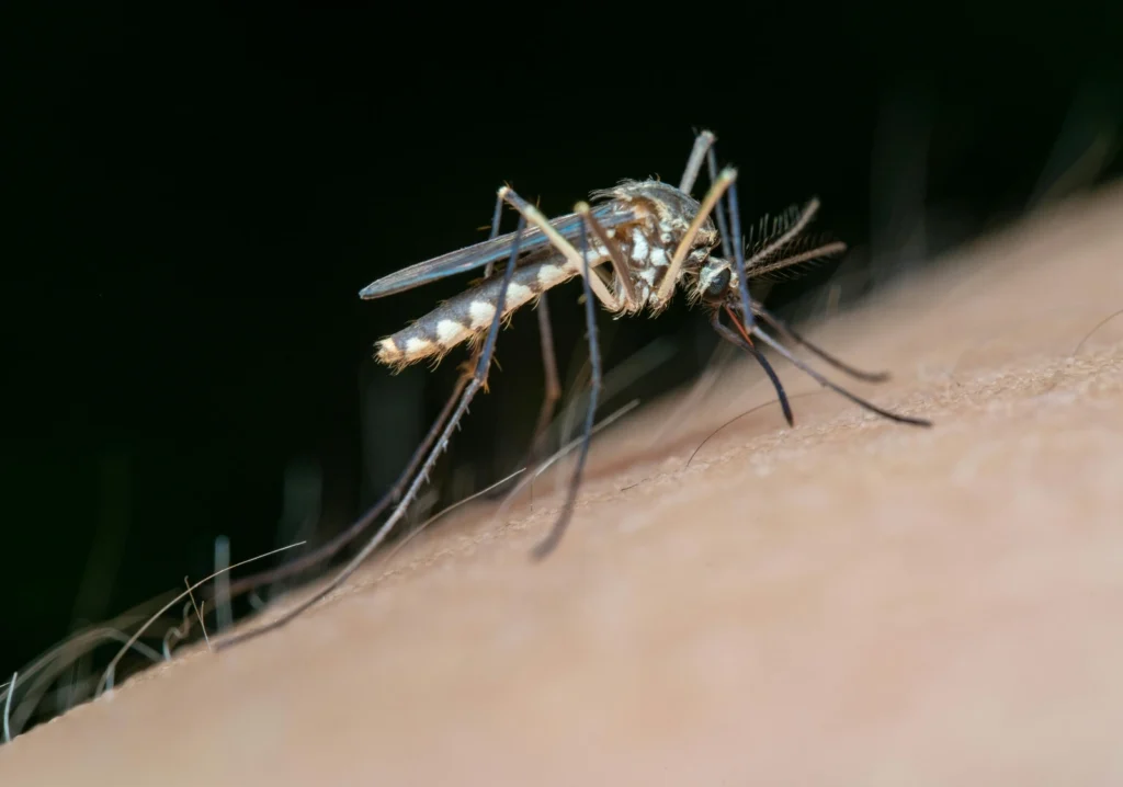 mosquito control