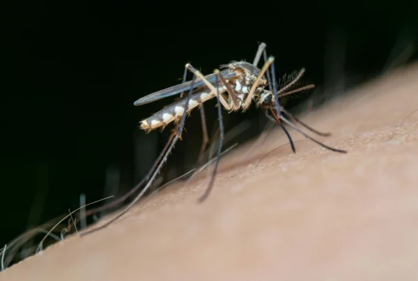 mosquito control