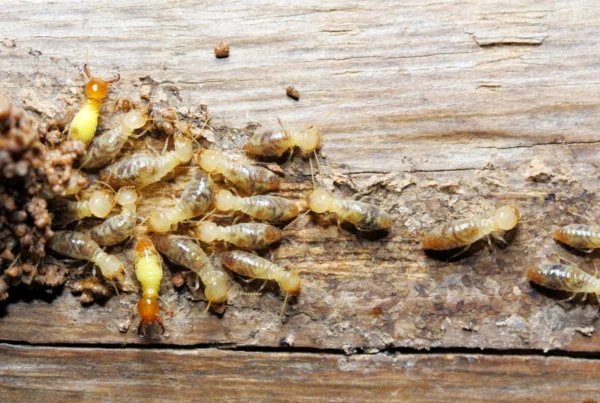 termite control