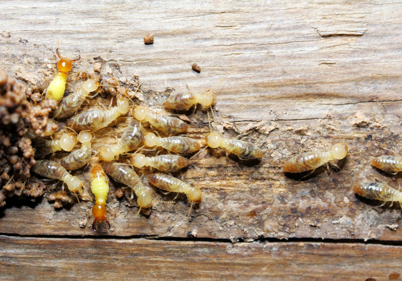 Top Seven Termite Control Tips for Karachi Homes and Offices