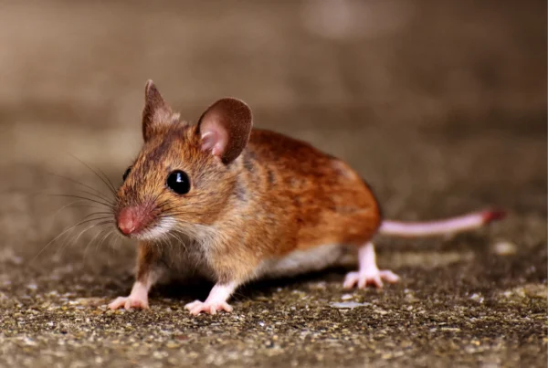 vermin control